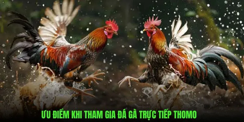 Ưu điểm khi tham gia đá gà thomo trên hubet